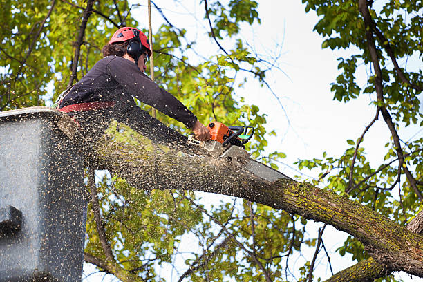 Dead Tree Removal in Chariton, IA